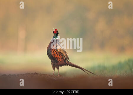 Gemeinsame Fasan Phasianus colchicus, Tschechische Republik Stockfoto