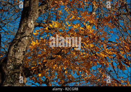 Die herbstlichen Blätter Rosskastanie (Aesculus hippocastanum) gegen den strahlend blauen Himmel in Frome, Somerset, UK. Stockfoto