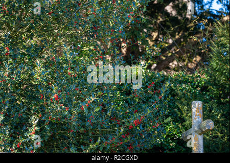 Holly mit Beeren und ein steinernes Kreuz auf dem Friedhof in St. Leonards Kirche, Marston Bigot, Frome, Somerset, UK. Stockfoto