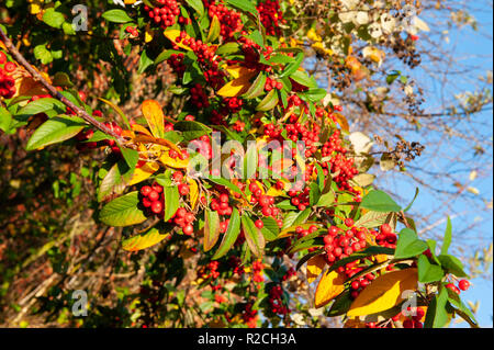 Cotoneaster Blätter und Beeren im Herbst Sonnenschein. Stockfoto