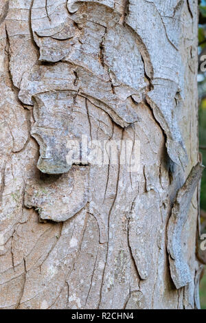 Acer Pseudoplatanus Baumrinde Stockfoto