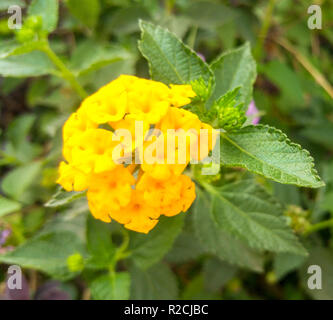 Eine Nahaufnahme eines gelben Blumen im Garten Stockfoto