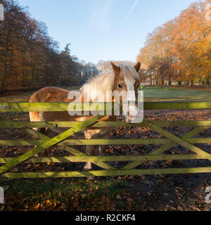 Braunes Pferd mit weißer Mähne in Wald Wiese im Herbst Stockfoto