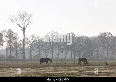 Zwei Pferde im Morgennebel als Silhouette in niederländischen Wiese mit Bäumen im Hintergrund Stockfoto