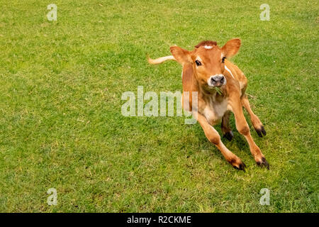 Kuh Kalb Laufen und Springen in der Masse Stockfoto