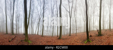 Wald-panorama Stockfoto