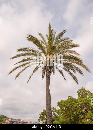 Grünen schönen Palme isoliert auf blauen Himmel. Stockfoto