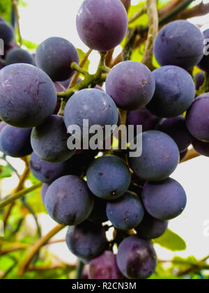 Blaue Trauben close-up hängen in den Weinberg zu fallen Stockfoto