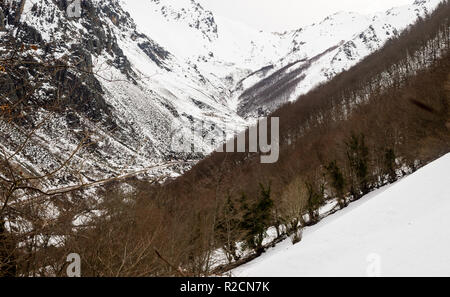 Berghang mit einem üppigen Buche Wald bedeckt, ohne Blätter, mit Schnee bedeckt, im Winter. Berg Hafen von San Isidro. Asturien, Spanien. Stockfoto