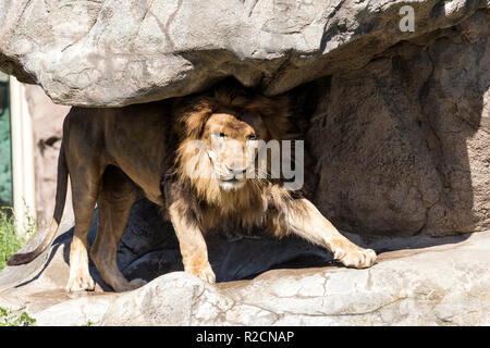 Der König des Dschungels Stockfoto