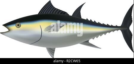 Thunfisch mockup. Realistische Abbildung von Thunfisch vektor Mockup für Web Design auf weißem Hintergrund Stock Vektor