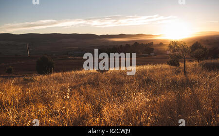 Sonne über dem Horizont, wodurch die Wiese von der wunderschöne goldene Farbe in der Morgendämmerung Stockfoto