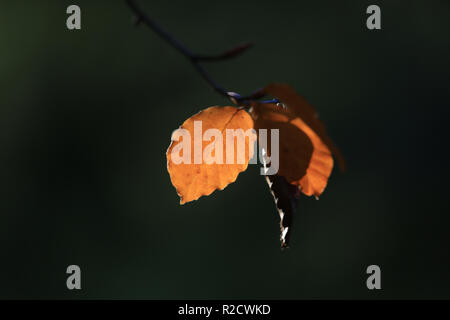 Sammlung der Blätter im Herbst County Kerry, Irland Stockfoto