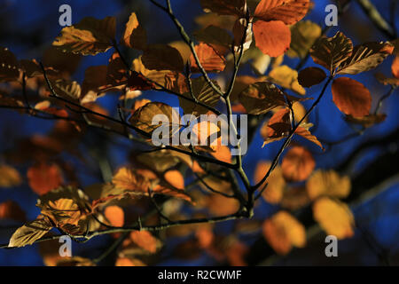 Sammlung der Blätter im Herbst County Kerry, Irland Stockfoto