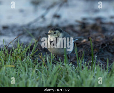 Pied Bachstelze Stockfoto