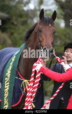 Kyoto, Japan. 18 Nov, 2018. Pferderennen: Stilfser Joch Stilfser Joch nach dem Gewinn der Meile Meisterschaft in Kyoto Racecourse in Kyoto, Japan. Credit: Eiichi Yamane/LBA/Alamy leben Nachrichten Stockfoto