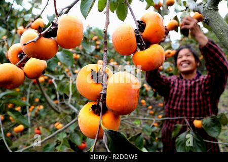(181119) - guilin, November 19, 2018 (Xinhua) - dorfbewohner Peng Meiying Picks persimmon Früchte auf Zhujiatun Dorf Pingle County, South China Guangxi Zhuang autonomen Region, Nov. 17, 2018. Die Ernte von 40.000 kg persimmon Früchte wird erwartet, dass die Einkommen von über 30.000 Yuan (4,321 US-Dollar zu erstellen) in diesem Jahr Pengs Familie. (Xinhua / Wang Zichuang) (Ry) Stockfoto