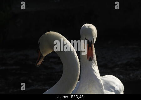 Schwäne, Vögel, Wasservögel, Großbritannien Stockfoto