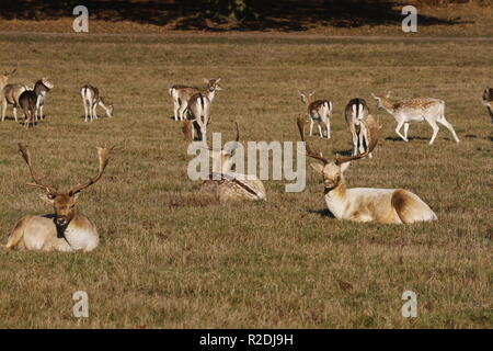 Damwild, Bradgate Park, Leicesershire, Großbritannien Stockfoto