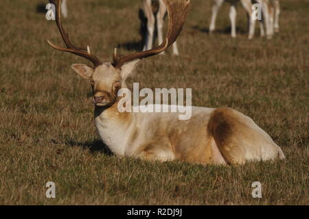 Damwild, Bradgate Park, Leicesershire, Großbritannien Stockfoto