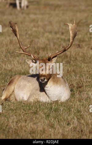 Damwild, Bradgate Park, Leicesershire, Großbritannien Stockfoto