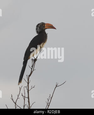 Ein männlicher gekrönt Nashornvogel (Lophoceros alboterminatus) ich Tockus alboterminatus in einem Baum hockt. . Queen Elizabeth National Park, Uganda. Stockfoto