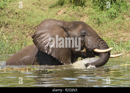 Ein nasser Elefant (Loxodonta Africana) Feeds begeistert auf dem Wasser Vegetation in der Kazinga Kanal zwischen Lake George und Lake Edward. Königin Eli Stockfoto