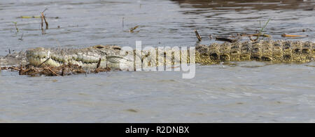 Ein Nilkrokodil (Crocodylus niloticus) liegt im flachen Wasser am Rand des Kazinga Kanal zwischen Lake George und Lake Edward. Queen Eliz Stockfoto