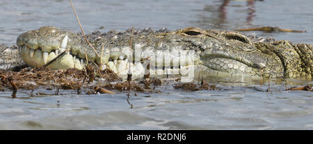 Ein Nilkrokodil (Crocodylus niloticus) liegt im flachen Wasser am Rand des Kazinga Kanal zwischen Lake George und Lake Edward. Queen Eliz Stockfoto