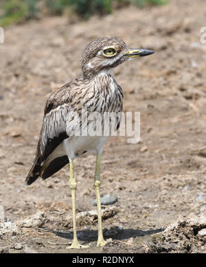 Ein Wasser mit dickem Knie (Burhinus dikkop vermiculatus) oder Wasser am Ufer des Kazinga Kanal zwischen Lake George und Lake Edward. Queen Elizab Stockfoto