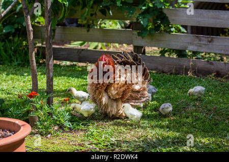 Frizzle Henne und Küken (Gallus gallus domesticus) Erkundung organischen Garten diese Rasse hat charakteristische gewellt Federn und gute Mütter machen Stockfoto