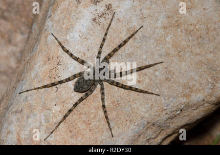 Thinlegged Wolf Spider, Pardosa sp. Stockfoto