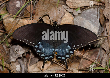 Spicebush Swallowtail, Pterourus troilus, weiblicher Dorsalbasking Stockfoto