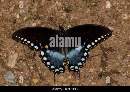 Spicebush Swallowtail, Pterourus troilus, männlicher Schlammpuddling Stockfoto