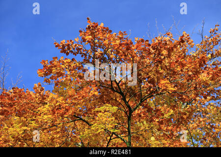 Sammlung von bunten Blätter im Herbst County Kerry, Irland Stockfoto