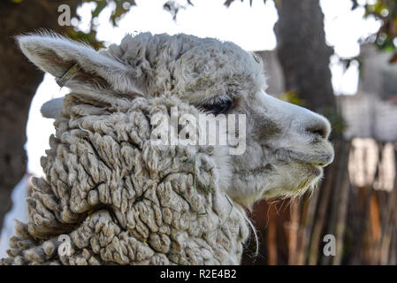 Arequipa, Peru - Oktober 7, 2018: eine graue Alpaka kaut Gras auf einer Ranch in den peruanischen Anden Stockfoto