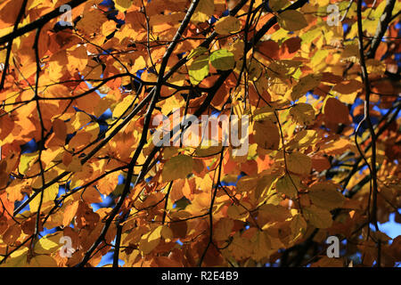 Sammlung von bunten Blätter im Herbst County Kerry, Irland Stockfoto