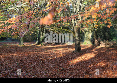 Sammlung der Blätter im Herbst County Kerry, Irland Stockfoto