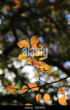 Sammlung der Blätter im Herbst County Kerry, Irland Stockfoto