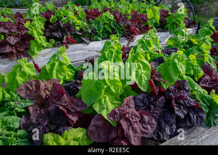 Grün und Rot, orach atripex Hortensis, eine Vielzahl von Saltbush im Zusammenhang mit Spinat eine kontrastierende Farbe spritzen in den Gemüsegarten. Stockfoto