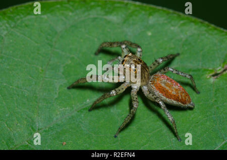 Dimorphic Jumping Spider, Maevia inclemens, Weiblich Stockfoto