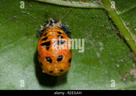 Asiatische Lady Beetle, Harmonia axyridis, Pupa Stockfoto