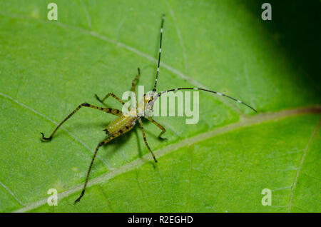 Bush, Katydid Scudderia sp., Nymphe Stockfoto