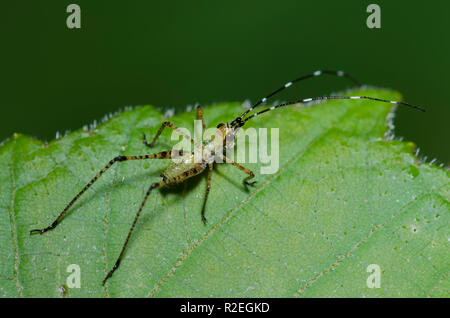 Bush, Katydid Scudderia sp., Nymphe Stockfoto