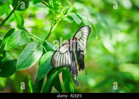 Seitliche Ansicht Rückseite eines großen mormone Schmetterling (lat.: Papilio memnonaus) der Familie der Schach Schmetterlinge (Papilionidae) sitzt auf einem grünen Pflanze. Stockfoto