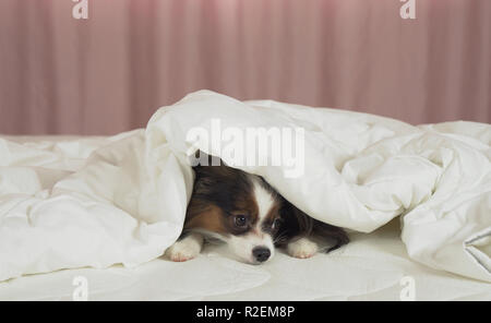 Schöner Hund Papillon liegt unter Decke auf dem Bett und schaut sich um Stockfoto