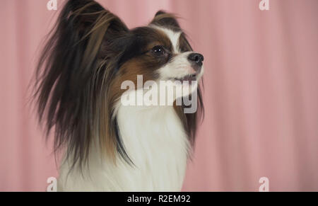 Schöner Hund closeup auf einem rosa Hintergrund Stockfoto