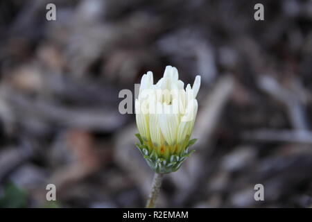 Weiß Schatz Blume (gazania Rigens) Stockfoto