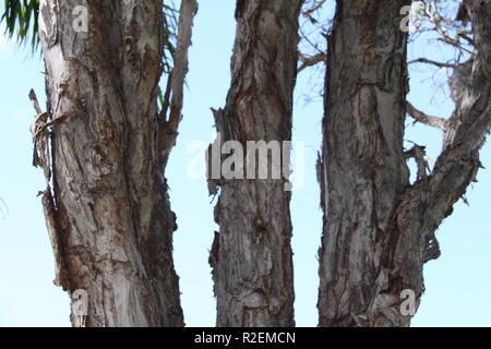 Die Stämme der Drei Breitblättrigen Paperbark (Melaleuca Quinquenervia) Stockfoto