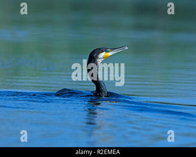 Kormoran schwimmen Stockfoto